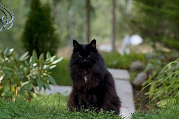 Piękny Czarny Norweski Kot Siedzący Ścieżce Ogrodzie — Zdjęcie stockowe