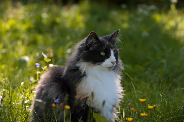 Norvegese Foresta Gatto Femmina Seduta Prato Luce Del Mattino — Foto Stock