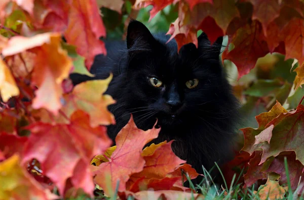 A black norwegian forest cat hiding in maple leaves