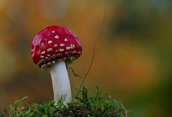 Une Belle Mouche Rouge Agarique Avec Fond Jaune Vif Vif — Photo