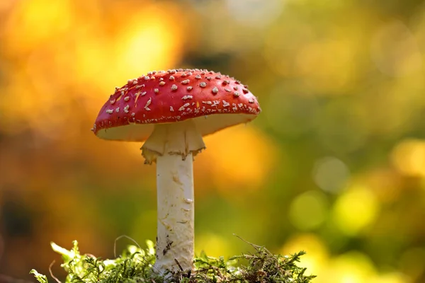 Egy Gyönyörű Piros Légy Agaric Fényes Élénk Sárga Háttér Stock Kép