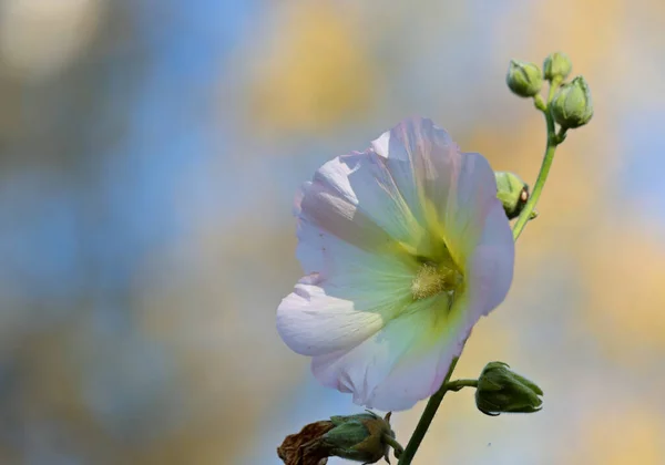 Bello Fiore Una Malva Che Fiorisce Giardino Autunnale — Foto Stock