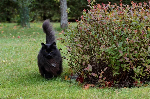 Czarny Norweski Kot Leśny Samica Ogrodzie Wietrzny Dzień — Zdjęcie stockowe