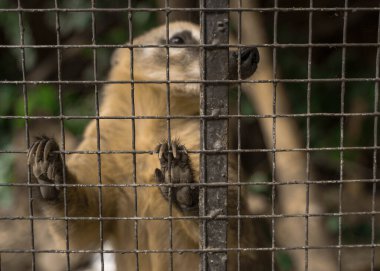 Hayvanat bahçesindeki zavallı hayvan hücrede yaşıyor.