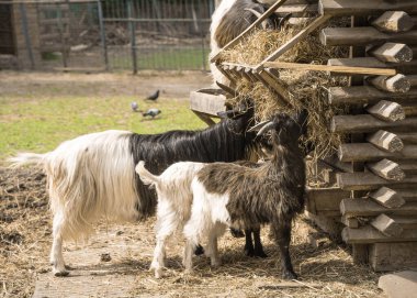 Hayvanat bahçesindeki zavallı hayvan, hücrede yaşıyor.