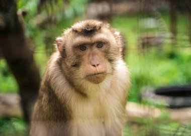 Hayvan maymunu hayvanat bahçesindeki ağaçta oturuyor.