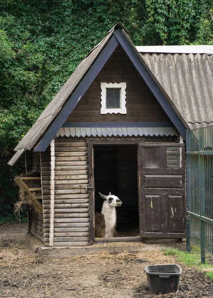 Pauvre Chèvre Animale Dans Zoo Vivant Dans Cellule — Photo