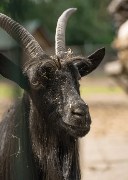 Poor Animal Goat Zoo Living Cell — Stock Photo, Image