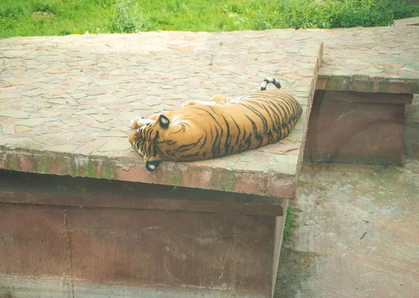 Poor Animal Tiger Lying Floor Zoo — Stock Photo, Image