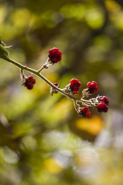 brtlen, glgillerden, yol kenarı, bahçede bazı bölgelerinde orman kendi kendine yeterli, yaprakları, halk hekimliği, karlı, karlı kullanım.