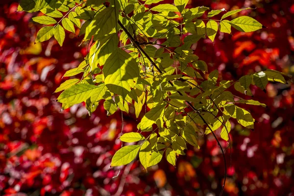 Herfst Rode Gele Kleuren — Stockfoto