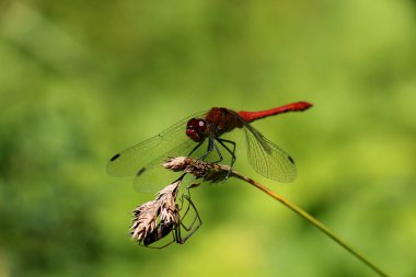 Yusufçuk böceği diğer Peygamber boceginin adıdır.
