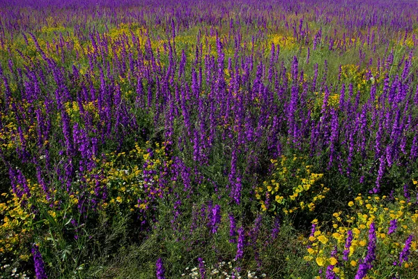 Dzikie Kwiaty Fioletowy Żółty Stepy — Zdjęcie stockowe