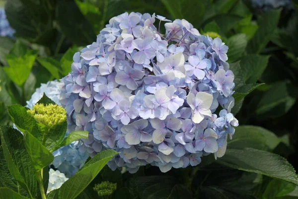Olbrzymi Pastelowy Purpurowy Kwiat Hortensji Obrazy Stockowe bez tantiem