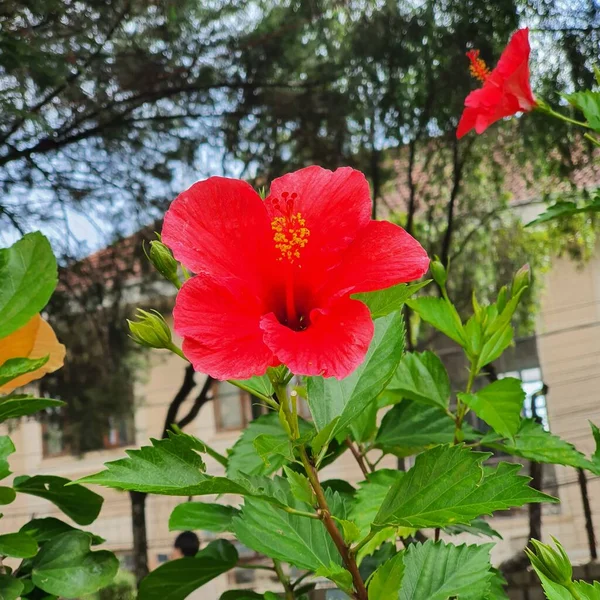 Gyönyörű Virágzó Vörös Hibiszkusz Virág — Stock Fotó