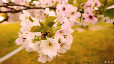 Pink Cherry blossom blooming clipart