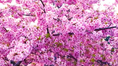 Pembe sakura tamamen çiçek açmış.