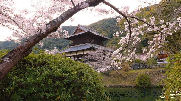Tapınağın Etrafında Açan Kiraz Çiçekleri — Stok fotoğraf