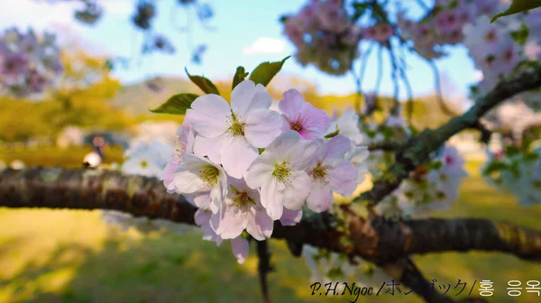 분홍빛 벚꽃이 — 스톡 사진