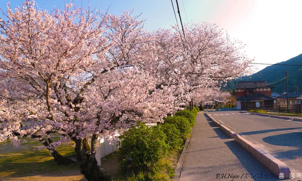 Цветущая Дороге Сакура — стоковое фото