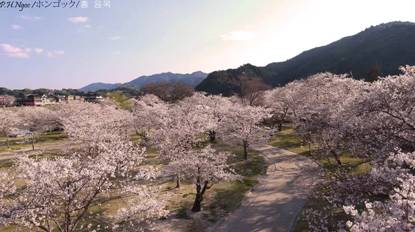 Sakura Çiçekleriyle Dolu Bir Bahçe — Stok fotoğraf