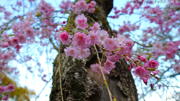 Pink Sakura Full Bloom — Stock Photo, Image