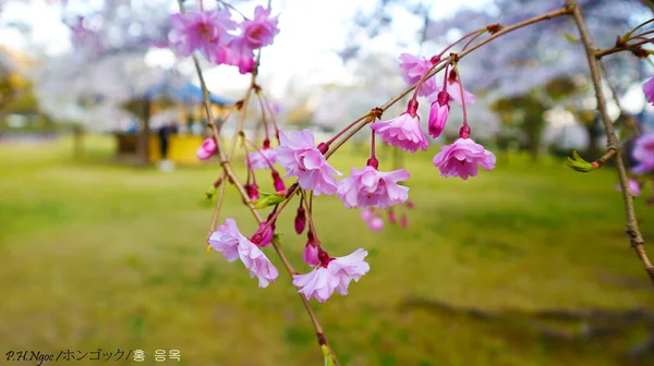 Růžové Sakura Kvete Zahradě — Stock fotografie