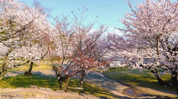 Bahçede Açan Pembe Sakura — Stok fotoğraf