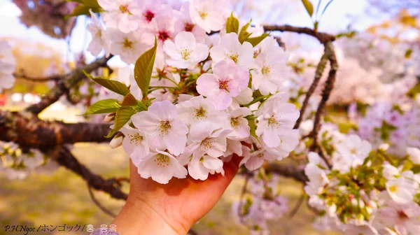 Den Rosa Sakura Full Blom — Stockfoto