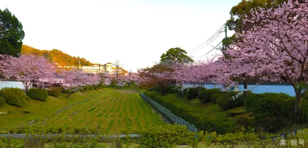 Pembe Sakura Tamamen Çiçek Açmış — Stok fotoğraf