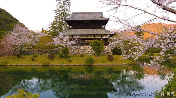 Tapınağın Önünde Açmakta Olan Beyaz Sakura — Stok fotoğraf