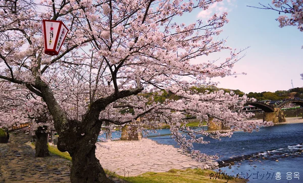 Sakura Rosa Mano —  Fotos de Stock