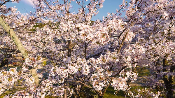 Roze Sakura Volle Bloei — Stockfoto