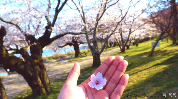 Розовая Сакура Моей Руке — стоковое фото
