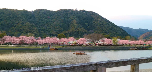 Pembe Sakura Tamamen Çiçek Açmış — Stok fotoğraf