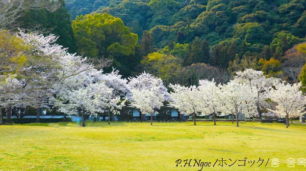 満開の桜の庭 — ストック写真