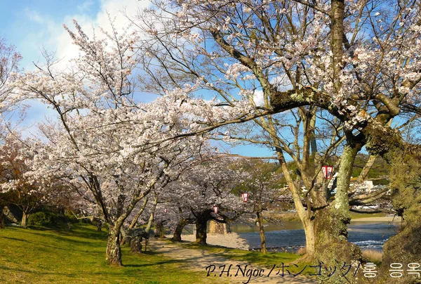 Różowa Sakura Pełnym Rozkwicie — Zdjęcie stockowe