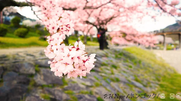 Pembe Sakura Tamamen Çiçek Açmış — Stok fotoğraf