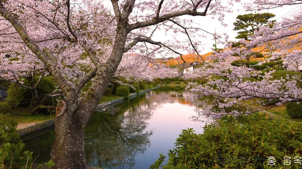 粉色的樱花在湖畔盛开 — 图库照片
