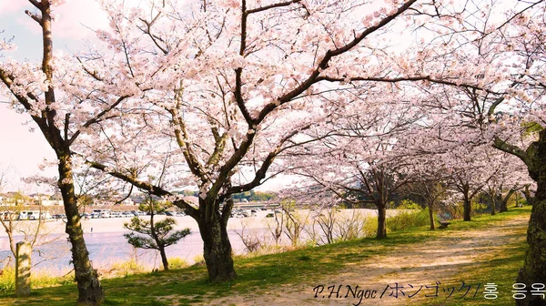 Różowa Sakura Pełnym Rozkwicie — Zdjęcie stockowe