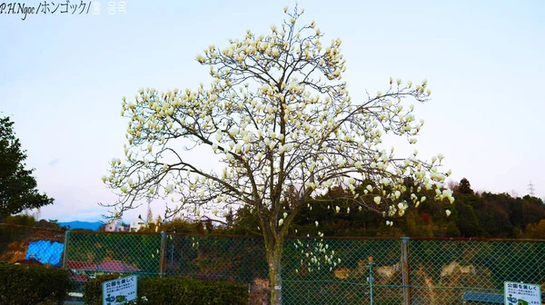 Pink Sakura Full Bloom — Stock Photo, Image