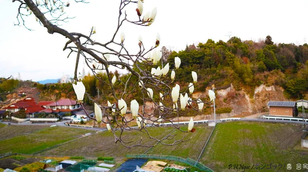 Magnolia Bloemen Staan Het Punt Bloeien — Stockfoto