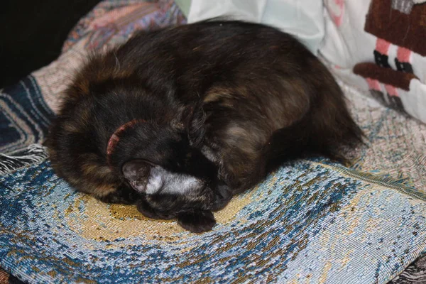 Güzel Iki Renkli Kedi Uyuyor — Stok fotoğraf