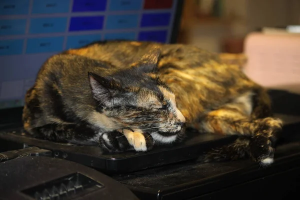 Beautiful Bicolor Cat Sleeping — Stock Photo, Image