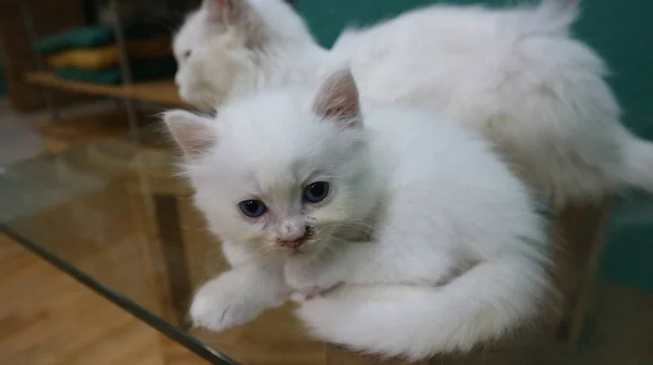 Niedliche Kleine Weiße Katze — Stockfoto