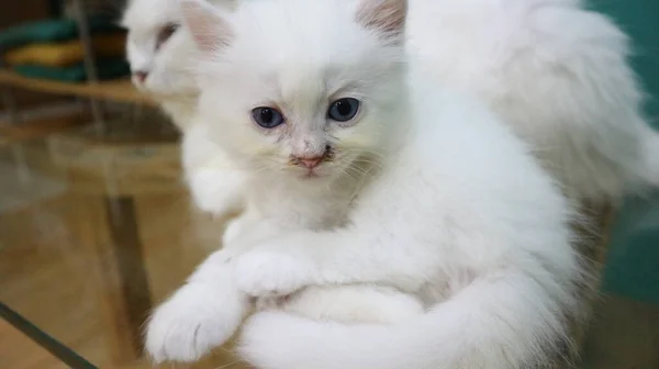 Bonito Pouco Branco Gato — Fotografia de Stock