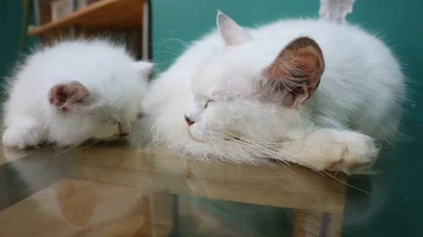 Lindo Gato Blanco Durmiendo —  Fotos de Stock