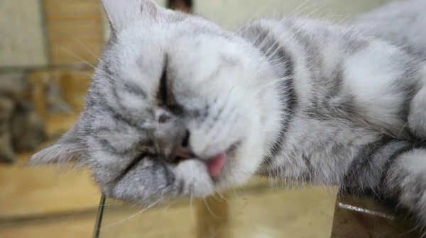 Cute White Cat Sleeping — Stock Photo, Image