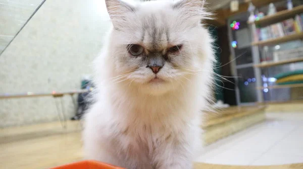 Lindo Gato Pelo Largo Blanco — Foto de Stock