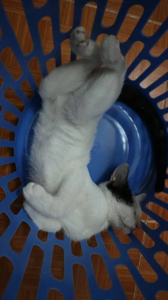 Aranyos Macska Alszik Ban Egy Kosár Aranyos Macska Alszik Ban — Stock Fotó